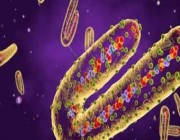 أسبانيا: اكتشاف أول إصابة بفيروس ماربورج المميت