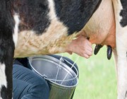 “الحمى القلاعية” تصيب 80% من الأبقار الحلوب بالأردن.. هل تشكل اللحوم خطورة؟