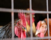 “الصحة العالمية” تعلن عن إصابات بين الثديات بإنفلونزا الطيور