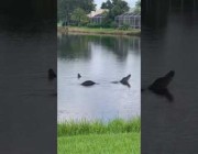 تمساحان كبيران يظهران في بحيرة داخل منطقة سكنية بأمريكا