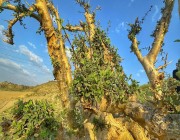 شجرة البشام … رائحة زكية تغطي جبال مكة المكرمة