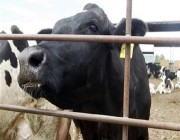 عودة «جنون البقر» إلى هولندا لأول مرة منذ 2011