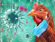 مركز الأمراض الأمريكى : نفوق أكثر من 58 مليون طائر بسبب تفشى انفلونزا الطيور فى 47 ولاية