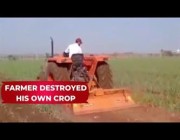 مزارع يتلف محصوله من البصل بعد انهيار أسعار الجملة بالهند