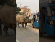 وحيد القرن يركض في الشوارع ويستقر بمزرعة في نيبال