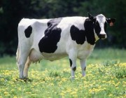 عدة دول تحظر لحوم الأبقار البرازيلية وسط تحقيق في إصابة بجنون البقر
