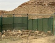 إعادة توطين ظباء ريم بمتنزه الغاط تنقذها من الانقراض