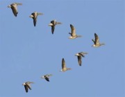 “وقاء”: 6 خطوات لمنع وصول الطيور البرية للحظائر
