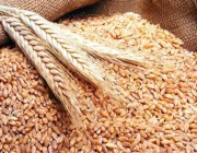 “الأمن الغذائي”: جاهزون لاستلام القمح المحلي للموسم الزراعي 2023