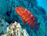 حظر صيد أسماك “الناجل” و”الطرادي” في البحر الأحمر اعتبارًا من 1 أبريل