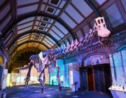 متحف التاريخ الطبيعي بلندن يعرض هيكلاً عظمياً لأحد أكبر الديناصورات