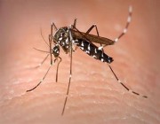 تفشي “حمى الضنك” في 12 ولاية سودانية