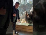 أنثى إنسان الغاب تتفاعل بطريقة طريفة مع أحد زوار حديقة حيوان بكنتاكي