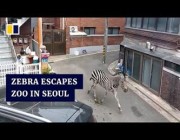 حمار وحشي يتجوّل في شوارع سيول الكورية بعد هروبه من حديقة الحيوان