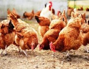 السجن 6 أشهر لصيني أخاف أكثر من ألف دجاجة حتى الموت
