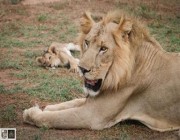 “حديقة السودان البرية” تطلق نداء استغاثة لإنقاذ 25 أسدًا وعدداً من الحيوانات الجائعة
