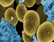 اكتشاف بكتيريا مقاومة للمضادات الحيوية في طبقات الجو العليا