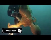 أخطبوط عملاق يهاجم غواصًا في مياه كولومبيا البريطانية