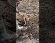 إنقاذ ثعلب سقط في أرض طينية في المملكة المتحدة