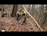 دب يحاول الاعتداء على قائد دراجة نارية بغابة في بلغاريا