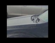 كلب يعبث ببوق سيارة ويثير الإزعاج في ولاية مينيسوتا