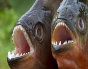 مزقت أقدامهم.. سمكة “بيرانا” تهاجم 8 سائحين في البرازيل