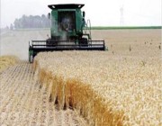 أكثر من 114 مليون ريال.. صرف مستحقات الدفعة الأولى لمزارعي القمح
