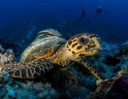 “البحر الأحمر الدولية” تُعلن عن دراسة جديدة شاملة للحياة البرية والنظم البيئية