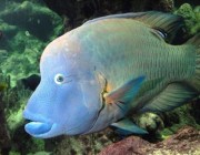 “البيئة” بالمدينة تحظر صيد أسماك “الترباني” في البحر الأحمر