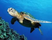 “الحياة الفطرية”: 6 منافع تعود على البيئة من وجود السلاحف البحرية