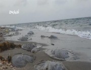 “قناديل البحر”.. الضيف الموسمي على شواطئ “جُزُر جازان”