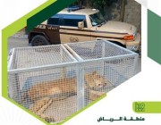 “الأمن البيئي” يسيطر على “أسد” طليق بأحد أحياء الرياض