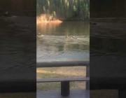 أنثى حيوان الموظ تدرب ولديها على عبور النهر في كندا
