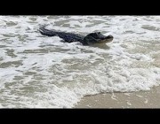 استسلم لأمواج البحر.. تمساح يستجم على شاطئ ولاية ألاباما الأمريكية