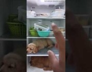 تايلندي يستجيب لرغبة كلبيه ويضعهما في الثلاجة