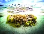 في يومها العالمي.. “السعودية الخضراء” تستعرض مبادرات حماية الشعاب المرجانية