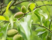 “أرامكو” تدعم مبادرة لزراعة وإنتاج اللوز البجلي