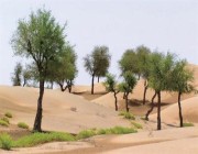 “المساحة الجيولوجية”: 4 خطوات تساعد في مكافحة التصحر