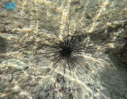 “الحياة الفطرية”: رصد 113 موقعاً لقنافذ البحر طويلة الأشواك
