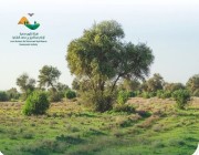 ضبط أكثر من 700 مخالفة بيئية بمحمية الإمام عبدالعزيز بن محمد الملكية