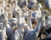 فرنسا تقضي على إنفلونزا الطيور بإعدام 10 ملايين طائر