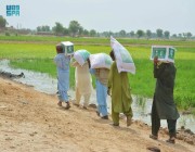 3290 مستفيدا.. مركز الملك سلمان يوزع 470 سلة غذائية لمتضرري فيضانات باكستان