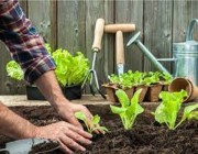 "البيئة": الزراعة المنزلية خطوة نحو تحقيق فوائد بيئية وصحية وتوفير غذاء آمن