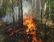 "البيئة": حرائق الغابات تعود لممارسات بيئية خاطئة