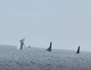 أمريكي يسجل لحظة نادرة لحيتان تقفز بالتزامن