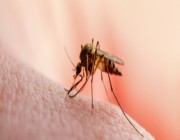 أول إصابة بالملاريا في أمريكا منذ 20 عاماً