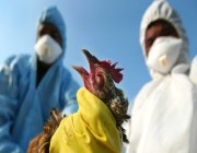 إعدام 10 ملايين طائر ينهي “الإنفلونزا” بفرنسا
