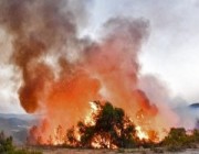 ارتفاع عدد قتلى حرائق الغابات في الجزائر ومخاوف من امتدادها إلى تونس