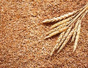 “الأمن الغذائي”: صرف أكثر من 111 مليون ريال لمزارعي القمح المحلي