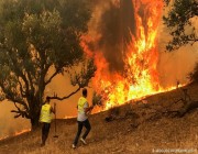 الجزائر.. وفاة 15 شخصًا وإصابة 26 آخرين في حرائق الغابات